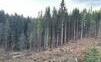 Lykožrút požiera ďalšie oblasti na Slovensku, lesníci chystajú rázny zásah. Hľadajú aj vinníkov