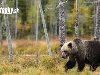 Nové detaily útoku! Bežiaci medveď vrazil do lesníka: Všetko bolo inak