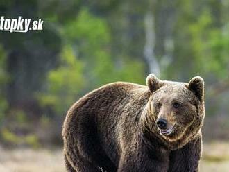 Prechádzku v TEJTO oblasti si radšej rozmyslite: Videli tam medveďa! Polícia vyzýva k opatrnosti