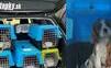 Strašný objav colníkov: V kufri slovenského auta sa tlačilo 30 šteniat v zúboženom stave  