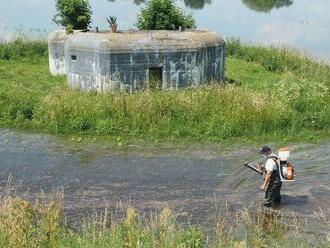 Bratislava spustila zásahy proti komárom, likviduje larvy